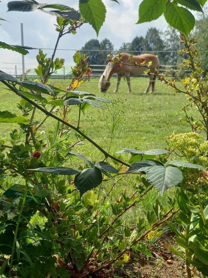 Landidylle Mit Garten, Whirlpool Und Klima Reken 外观 照片